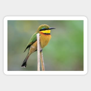 Little Bee-eater, Zambia Sticker